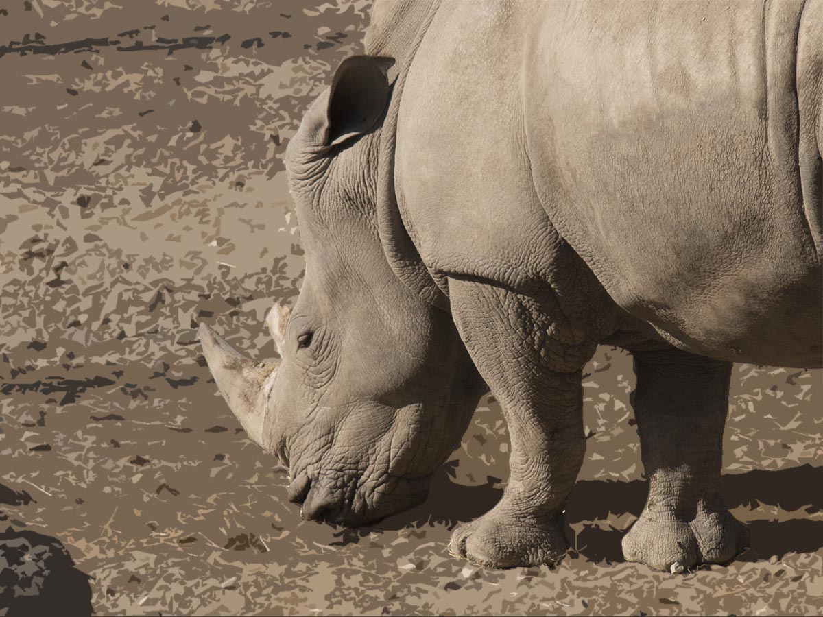 Ceratotherium simum